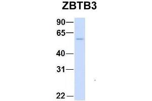 Image no. 2 for anti-Zinc Finger and BTB Domain Containing 3 (ZBTB3) (Middle Region) antibody (ABIN2781227)
