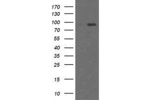 Image no. 2 for anti-Host Cell Factor C2 (HCFC2) antibody (ABIN1498602)