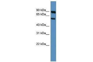Image no. 1 for anti-Serotonin Receptor 3A (HTR3A) (Middle Region) antibody (ABIN927533)