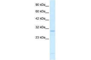 Image no. 1 for anti-RNA-binding protein Raly (RALY) (N-Term) antibody (ABIN2778251)