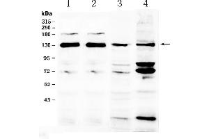 Image no. 1 for anti-NCK Associated Protein 1 (NCKAP1) (AA 2-201) antibody (ABIN5518856)
