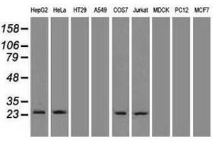 Image no. 3 for anti-Neurogenin 1 (NEUROG1) antibody (ABIN1499703)