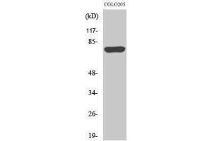Image no. 1 for anti-Acyl-CoA Synthetase Long-Chain Family Member 6 (ACSL6) (Internal Region) antibody (ABIN3183153)