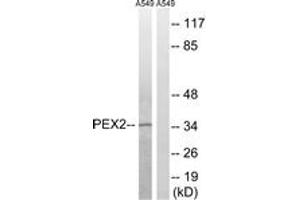 Image no. 1 for anti-Peroxisomal Biogenesis Factor 2 (PEX2) (AA 1-50) antibody (ABIN1535158)