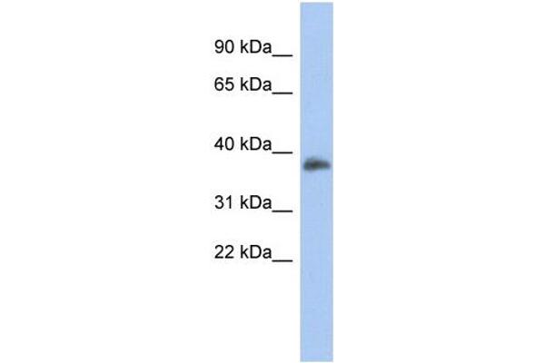 anti-Forkhead Box B1 (FOXB1) (Middle Region) antibody