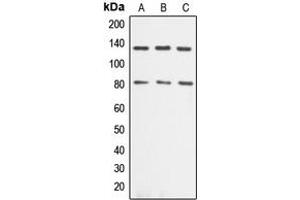 Image no. 3 for anti-Adducin 1 (Alpha) (ADD1) (C-Term) antibody (ABIN2704473)