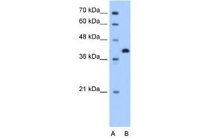 Image no. 1 for anti-Torsin Family 2, Member A (TOR2A) (N-Term) antibody (ABIN630394)