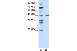 Image no. 1 for anti-Proteasome (Prosome, Macropain) 26S Subunit, ATPase, 2 (PSMC2) antibody (ABIN2461669)