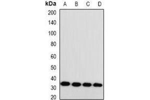 Image no. 1 for anti-Monoglyceride Lipase (MGLL) (full length) antibody (ABIN6004678)