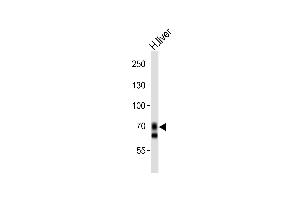 Image no. 2 for anti-Solute Carrier Organic Anion Transporter Family, Member 1B1 (SLCO1B1) (AA 267-293) antibody (ABIN653562)
