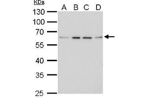 Image no. 1 for anti-Fibroblast Growth Factor Receptor-Like 1 (FGFRL1) (Center) antibody (ABIN2855700)