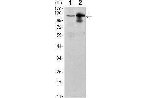 Image no. 1 for anti-Ubiquitin-Like Modifier Activating Enzyme 7 (UBA7) antibody (ABIN969450)