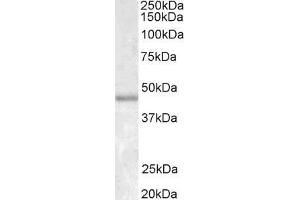 Image no. 2 for anti-Actin, alpha 2, Smooth Muscle, Aorta (ACTA2) (N-Term) antibody (ABIN185271)