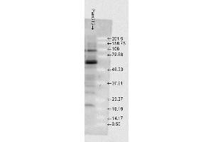 Image no. 5 for anti-Heat Shock Protein 70 (HSP70) antibody (HRP) (ABIN2486675)