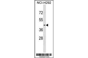 Image no. 1 for anti-Sphingosine-1-Phosphate Receptor 2 (S1PR2) (AA 272-298), (C-Term) antibody (ABIN1536988)
