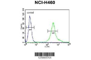 Image no. 3 for anti-Lipid Phosphate Phosphatase-Related Protein Type 4 (LPPR4) (AA 666-695), (C-Term) antibody (ABIN651164)