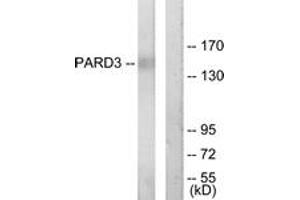 Image no. 1 for anti-Par-3 Partitioning Defective 3 Homolog (PARD3) (AA 1141-1190) antibody (ABIN1534025)
