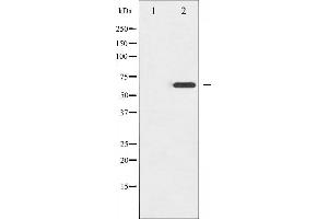 Image no. 3 for anti-Ezrin (EZR) (pThr566) antibody (ABIN6256580)