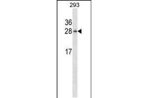 Image no. 1 for anti-Hematological and Neurological Expressed 1 (HN1) (AA 58-86) antibody (ABIN5532572)