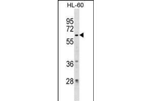 ZN Antibody (Center) (ABIN1537952 and ABIN2849789) western blot analysis in HL-60 cell line lysates (35 μg/lane).
