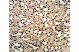 IHC analysis of FFPE mouse kidney stained with PAX8 antibody