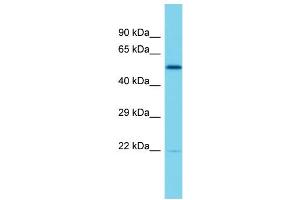 Image no. 1 for anti-E74-Like Factor 2 (Ets Domain Transcription Factor) (ELF2) (Middle Region) antibody (ABIN2787430)