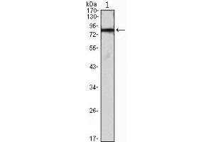 Image no. 1 for anti-Interference Hedgehog (IHOG) antibody (ABIN933524)