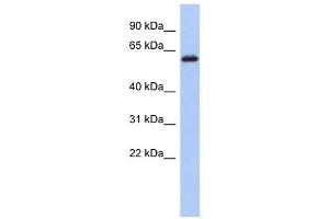 Image no. 1 for anti-Kelch-Like 7 (KLHL7) antibody (ABIN632426)