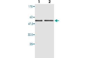 Image no. 1 for anti-Thioredoxin Reductase 2 (TXNRD2) antibody (ABIN532566)