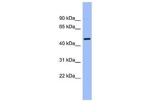 Image no. 1 for anti-Calcium/calmodulin-Dependent Protein Kinase IG (CAMK1G) (Middle Region) antibody (ABIN632662)