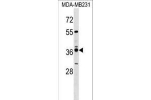 VN1R4 Antibody (Center) (ABIN1538022 and ABIN2849757) western blot analysis in MDA-M cell line lysates (35 μg/lane).