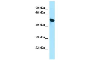 Image no. 1 for anti-WD Repeat Domain 18 (WDR18) (N-Term) antibody (ABIN2790599)