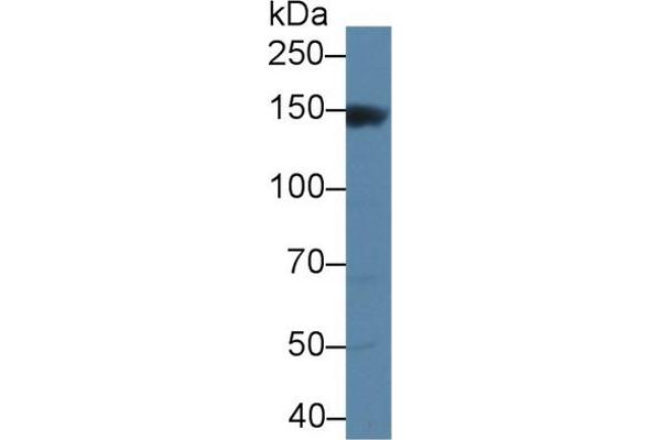 anti-Mitogen-Activated Protein Kinase Kinase Kinase 6 (MAP3K6) (AA 649-907) antibody
