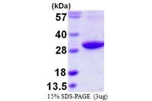 Image no. 1 for RAB3D, Member RAS Oncogene Family (RAB3D) (AA 1-219) protein (His tag) (ABIN667481)