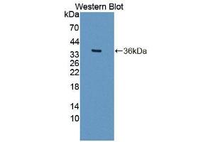 Image no. 1 for anti-Insulin Receptor Substrate 4 (IRS4) (AA 1-299) antibody (ABIN5013745)