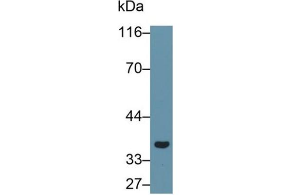 LGALS8 Antikörper  (AA 1-317)