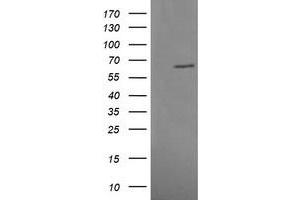 Image no. 5 for anti-Mitogen-Activated Protein Kinase 4 (MAPK4) antibody (ABIN1499312)
