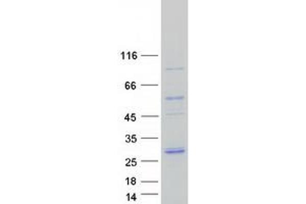 Proteasome (Prosome, Macropain) Subunit, beta Type 2 (PSMB2) protein (Myc-DYKDDDDK Tag)