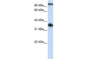 Image no. 1 for anti-Ferric-Chelate Reductase 1 Like (FRRS1L) (N-Term) antibody (ABIN635442)