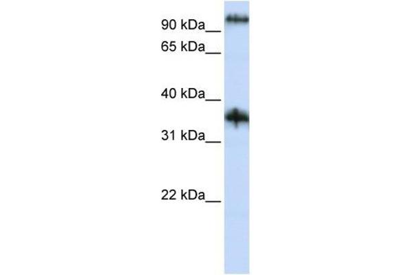 Ferric-Chelate Reductase 1 Like (FRRS1L) (N-Term) anticorps
