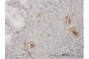 Image no. 2 for anti-Hemoglobin, zeta (HBZ) (AA 1-81) antibody (ABIN516359)