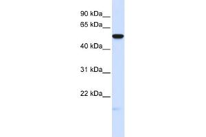anti-Membrane Frizzled-Related Protein (MFRP) (Middle Region) antibody