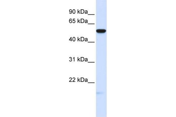 anti-Membrane Frizzled-Related Protein (MFRP) (Middle Region) antibody