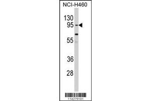 Western Blotting (WB) image for anti-Clock Homolog (Mouse) (CLOCK) antibody (ABIN2158283)