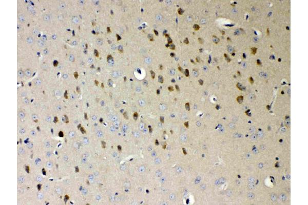 NDRG3 antibody  (AA 181-239)