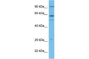 Image no. 5 for anti-GNAS Complex Locus (GNAS) (N-Term) antibody (ABIN2775542)
