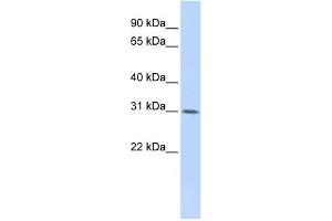 Image no. 1 for anti-WD Repeat Domain 33 (WDR33) (Middle Region) antibody (ABIN635526)