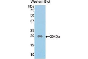 Image no. 1 for anti-Paraoxonase 1 (PON1) (AA 187-354) antibody (ABIN1172659)
