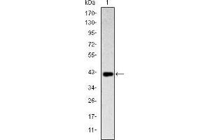 Image no. 3 for anti-Killer Cell Lectin-Like Receptor Subfamily D, Member 1 (KLRD1) antibody (ABIN969031)
