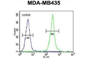 Claudin 16 antibody  (N-Term)